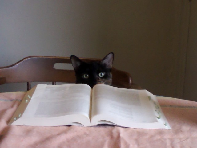 Leliana, Kitten of letters